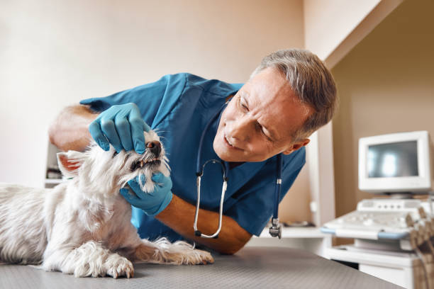Best Emergency Root Canal Treatment in West Carrollton, OH